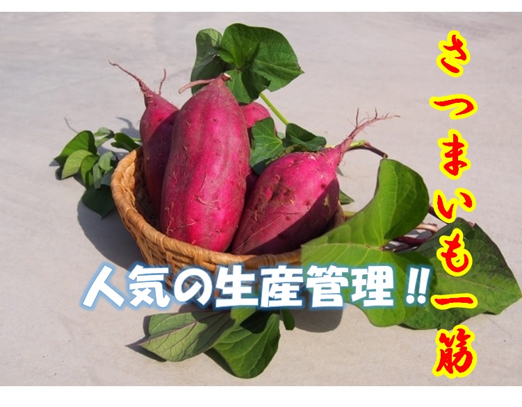 さつまいも専門会社の製造企画スタッフ/地元で活躍する企業、転勤なし 茨城県かすみがうら市【12340】 イメージ