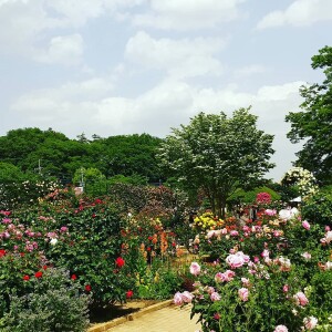 flowerpark1